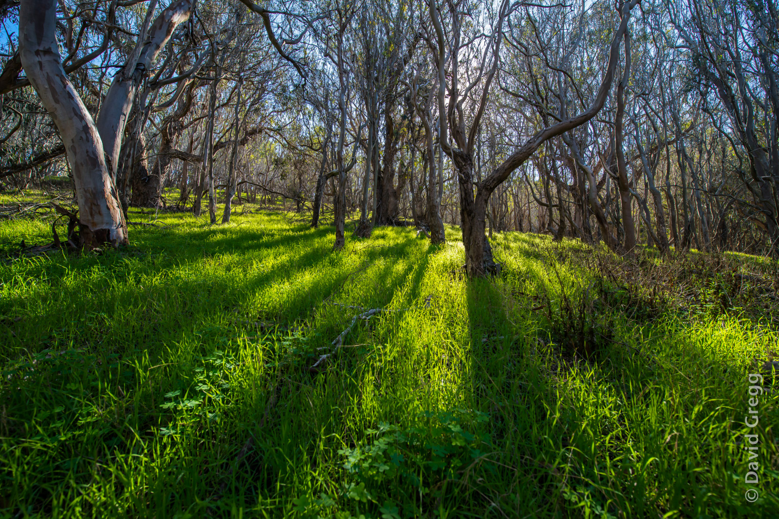 Californien, rejse, træer, skønhed, græs, udendørs, skygger, lund, lososos, blå himmel, morrobay, Baywood, lemmer, kufferter, dslr, centralcoast, egetræer, skarp, kviste, lille by, sanluisobispocounty, coastaltown, leadinglines, montanadeorostatepark, sceniclandscape, manintheroad, nikond800, davidgregg
