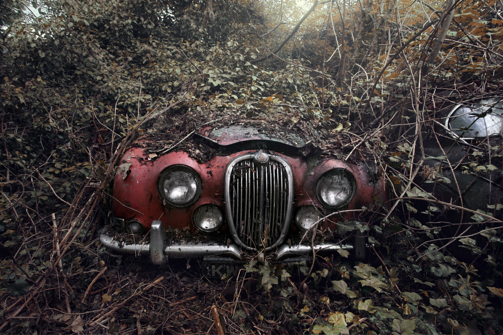 auto, vrak, červená auta, rostliny, venku, vozidlo