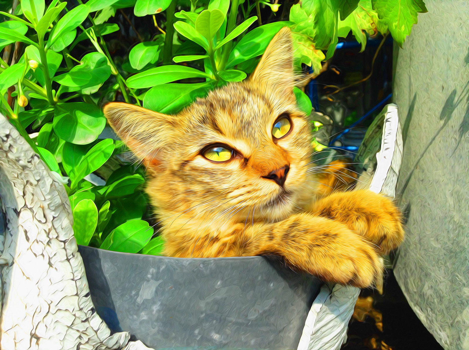 猫, 晶须, 野猫, 花, 小猫, 动物群, 哺乳动物, 脊椎动物, 猫像哺乳动物, 中小型猫, 大花猫