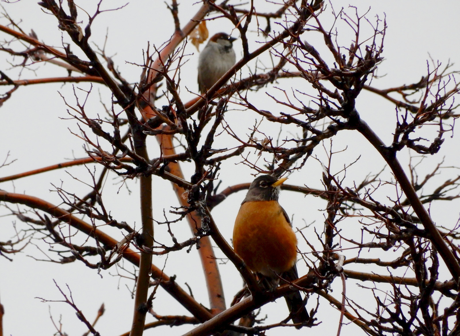 Wallpaper tree, mountainashtree, bird, birds, sparrow, housesparrow