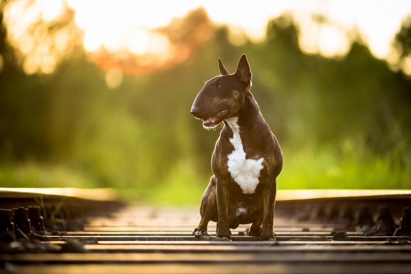 chó, con ngựa, buổi sáng, Động vật có vú, Ngựa như động vật có vú, Sư tử chó, con ngựa, buổi sáng, Động vật có vú, Ngựa như động vật có vú, Sư tử