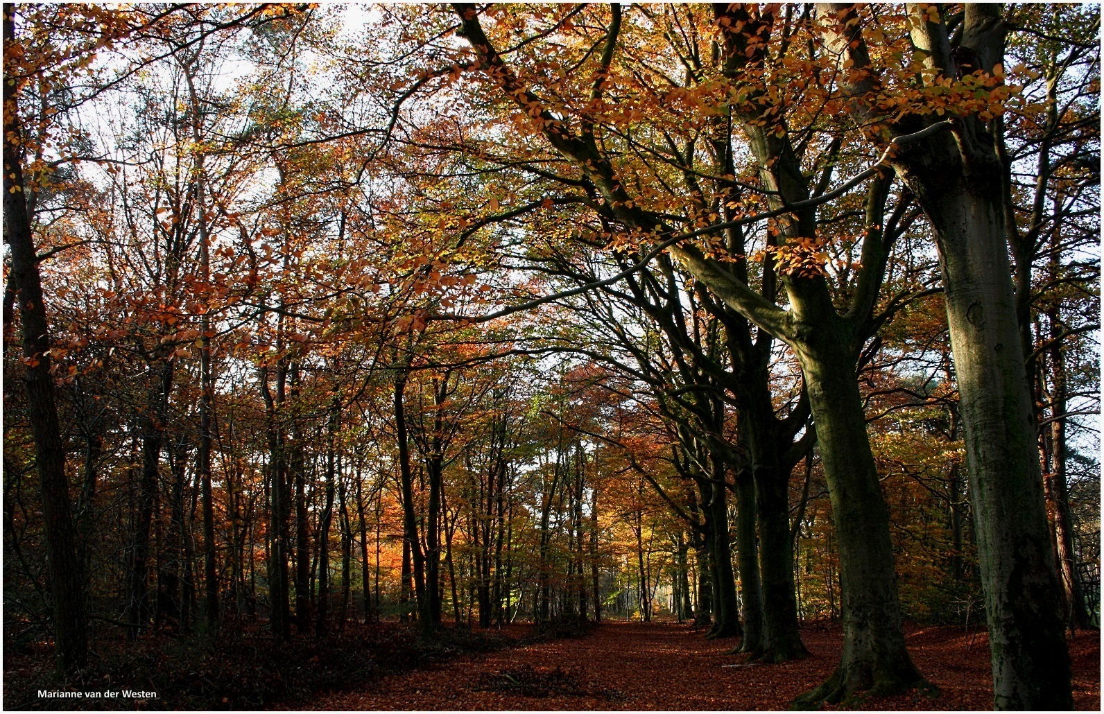 slunečnímu záření, les, Příroda, větev, ráno, Kánon, strom, podzim, list, rostlina, sezóna, natuur, zálesí, háj, bos, místo výskytu, přírodní prostředí, dřevina, opadavý, zonlicht, herfstkleuren, Herst