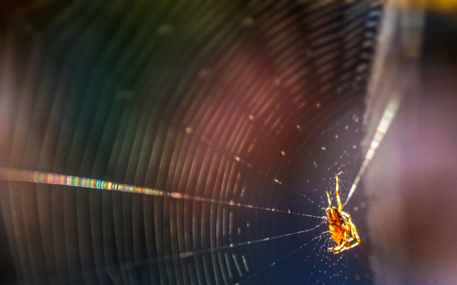 Makro, Andy, Kanon, Spinne, Web, Planet der Tiere, 100d, Gocher, Sigma18250, Andygocher, Canon100dsigma18250