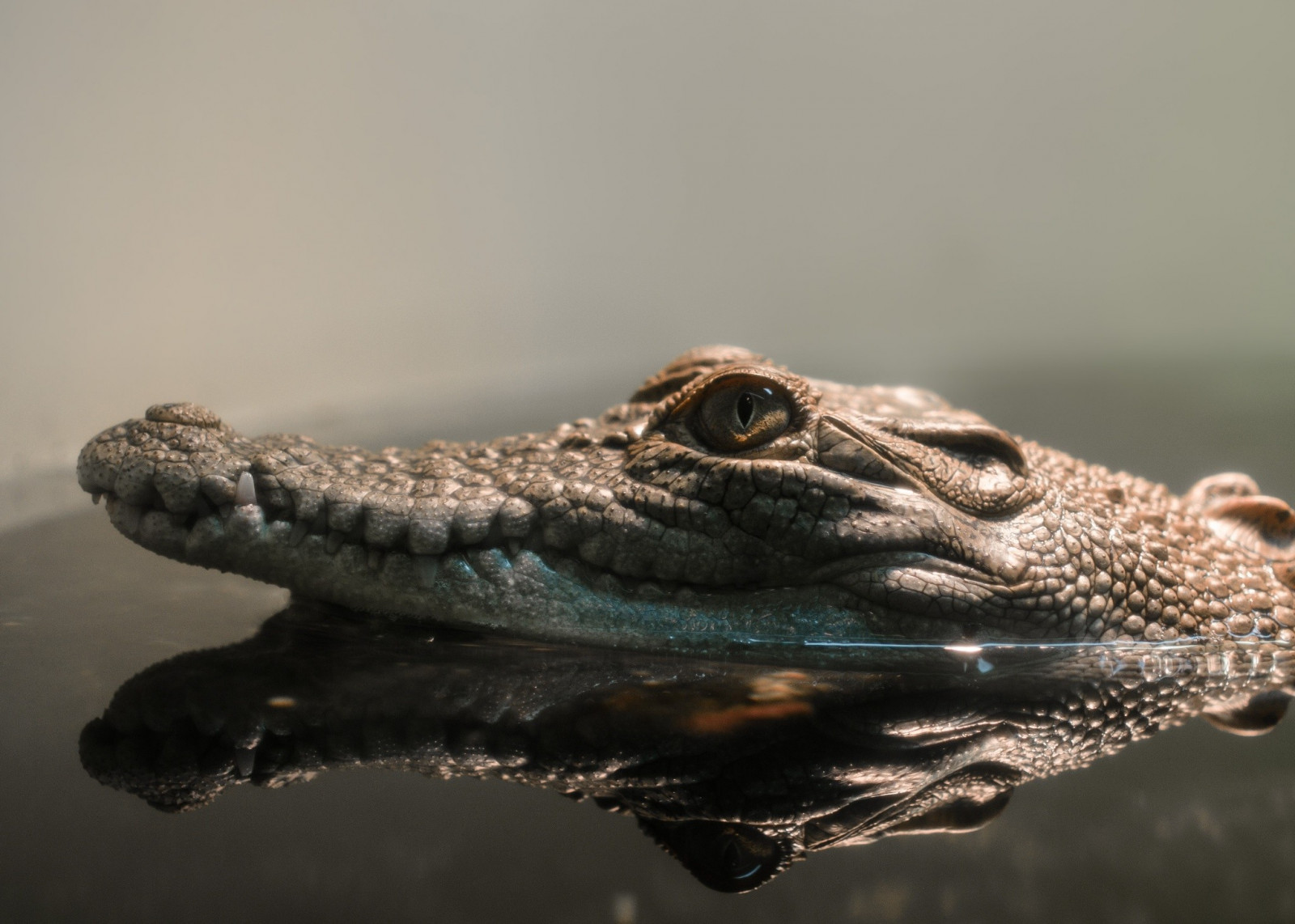 afspejling, dyreliv, krybdyr, krokodiller, krybdyr, krokodille, fauna, alligator, hvirveldyr, tæt på, makrofotografering, crocodilia, amerikansk alligator, nile krokodille