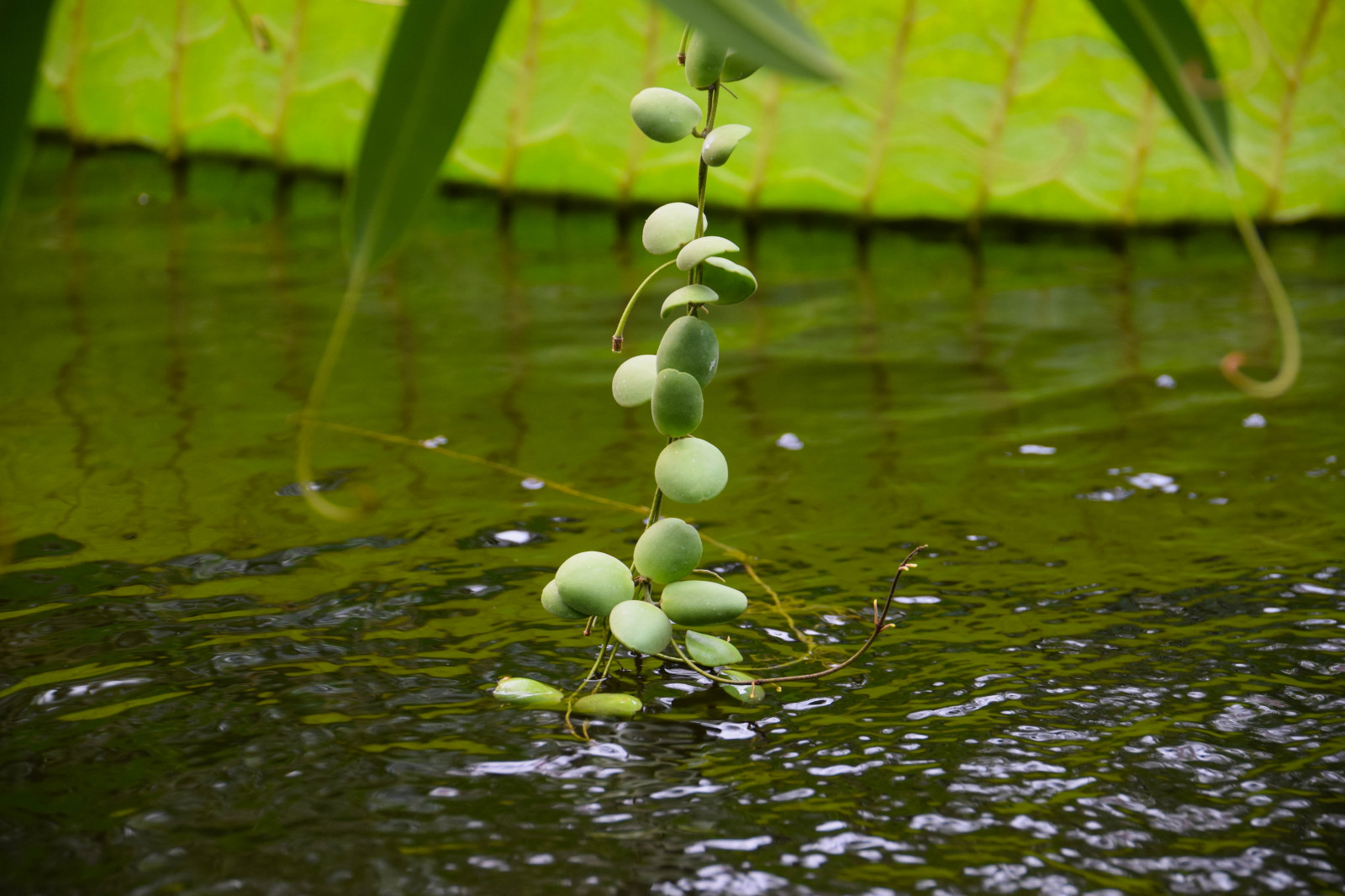 sollys, have, by, gade, vand, natur, afspejling, græs, planter, grøn, Dam, Sverige, Sverige, vådområde, træ, efterår, blad, blomst, plante, cityview, flora, sk nel n, SE, lund, Botanisk Have, botanicgareden, botaniskatr dg rden, botaniksatr dg ren, wildflower, levested, naturligt miljø, fremstille, botanik, blomstrende plante, makrofotografering