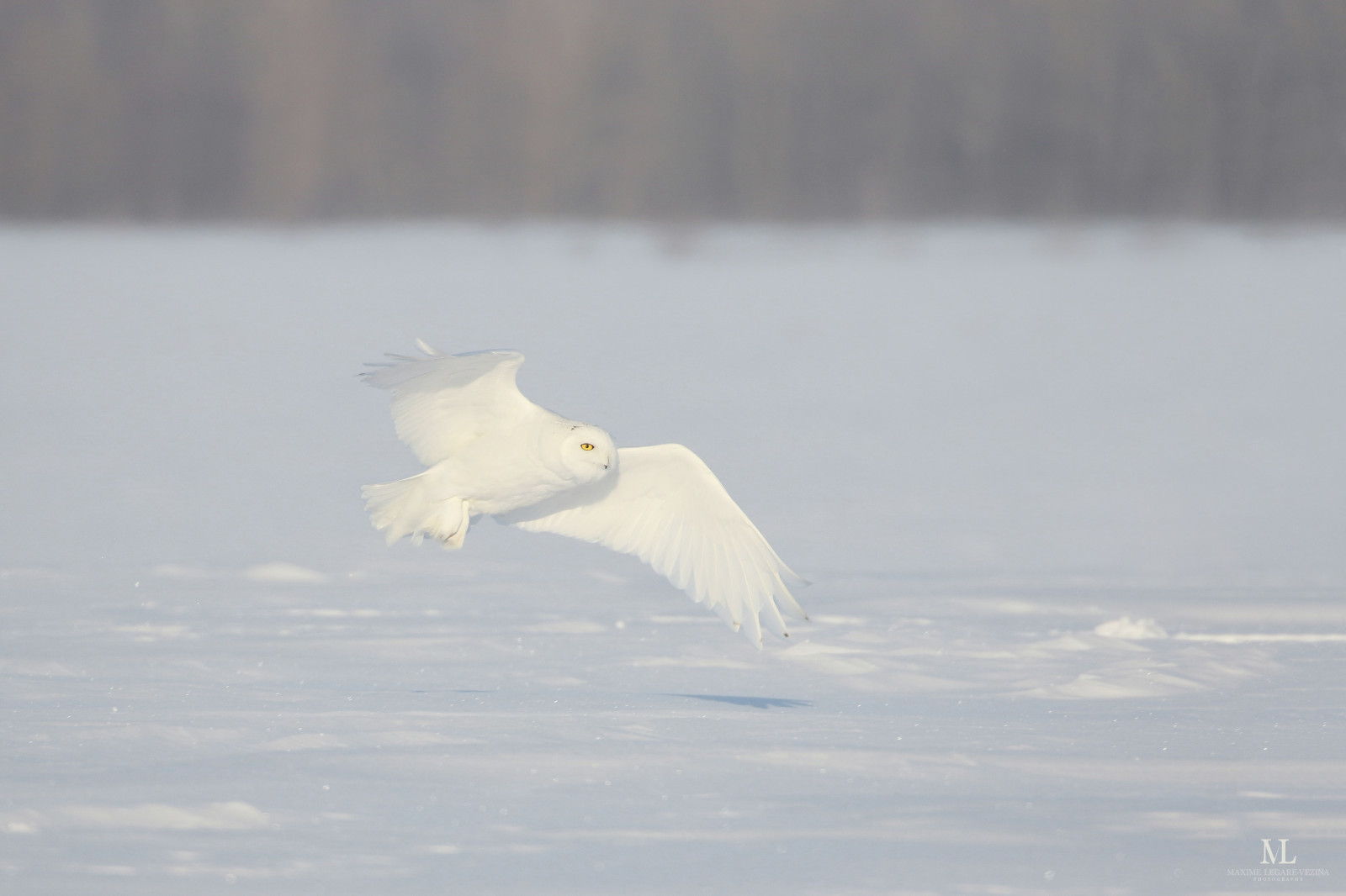 voda, Příroda, nebe, sníh, zima, led, Volně žijících živočichů, Kánon, Kanada, dravý pták, sova, Arktický, zobák, Quebec, zmrazení, zvíře, pták, Pírko, mořský pták, oiseau, během dne, vodní pták, kachen, hus a labutě