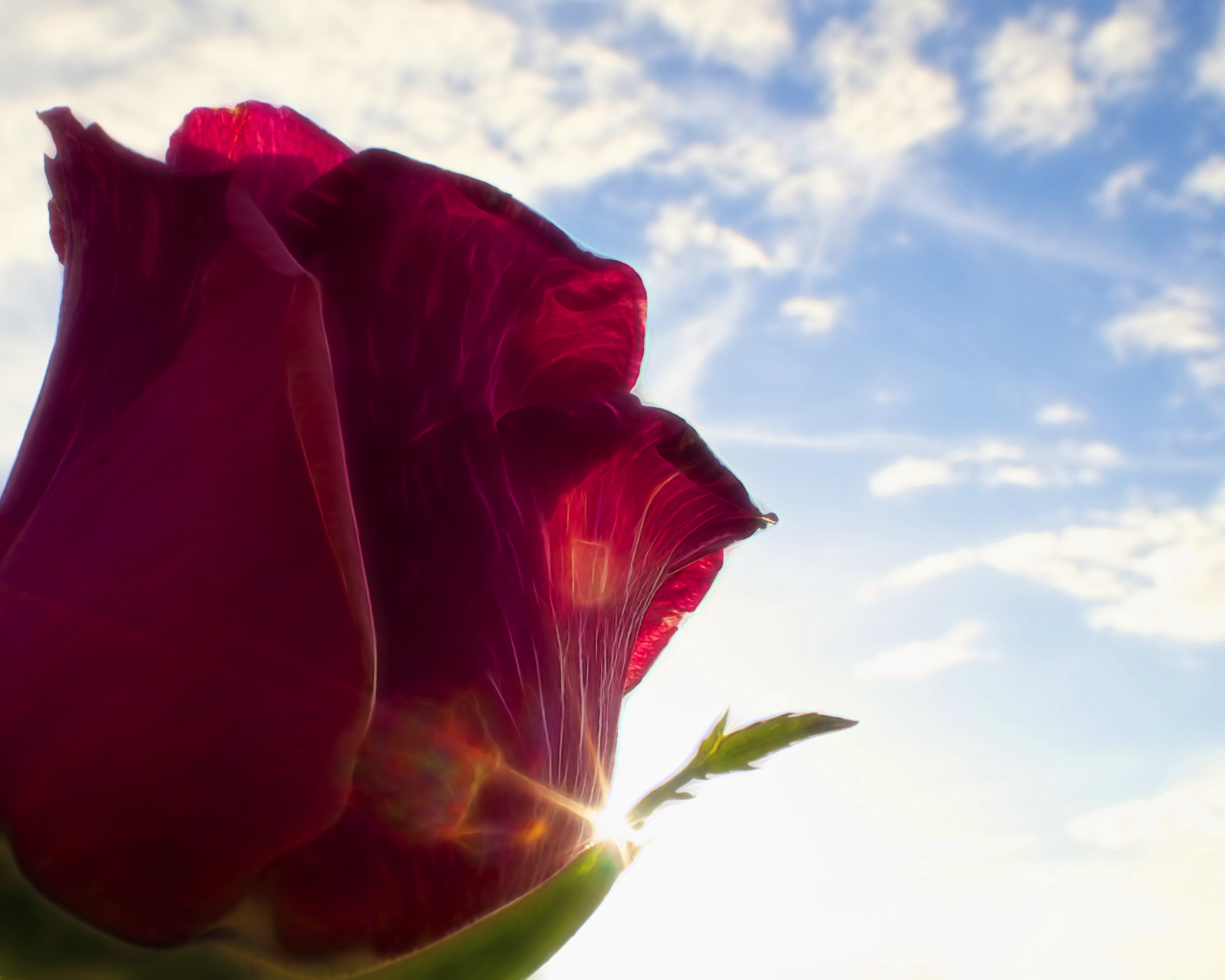 nebe, slunce, květ, detail, makro, růže, mraky, záře, Olympus, lensflare, světlice, olympuspen, Olympus17mmf18, olympuspenep5