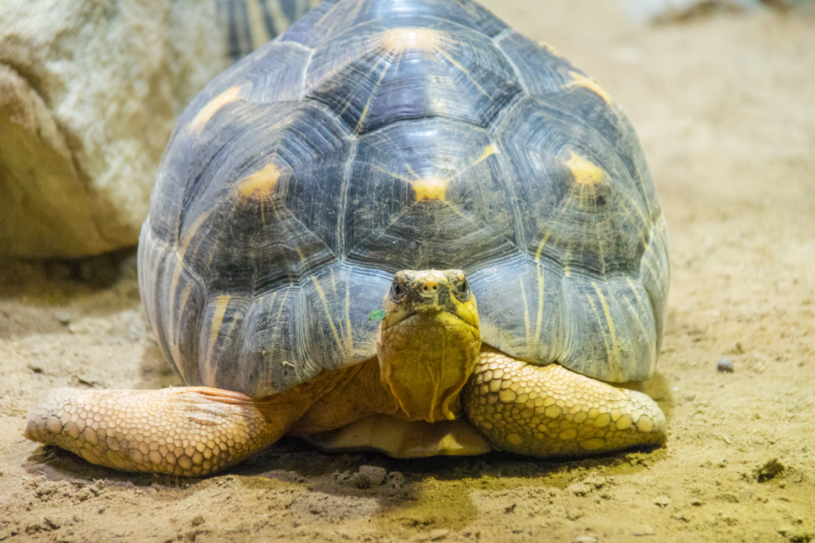 Německo, Volně žijících živočichů, zoologická zahrada, želva, akvárium, Berlín, Želva, sk ldpadda, Německo, deutschland, aquariumberlin, akvarium, berlineraquarium, plaz, fauna, obratlovců, mořská želva, hlupák, Emydidae, terrapene