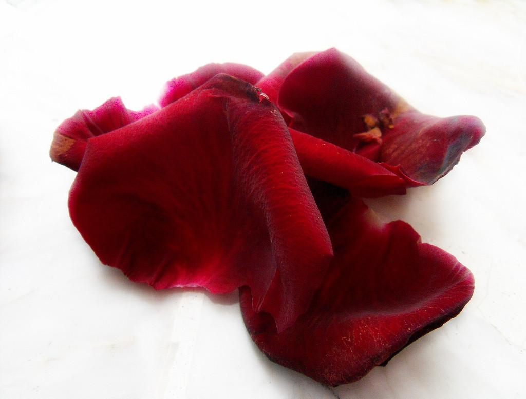 kırmızı, gül, Yapraklar, Rosa, Petali