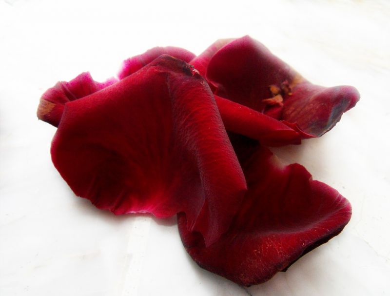 червен, роза, Rosa, Петали, листенца червен, роза, Rosa, Петали, листенца
