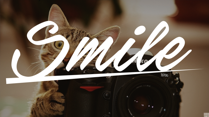 kočka, temný, text, Fotoaparát, hnědý, Nikon kočka, temný, text, Fotoaparát, hnědý, Nikon