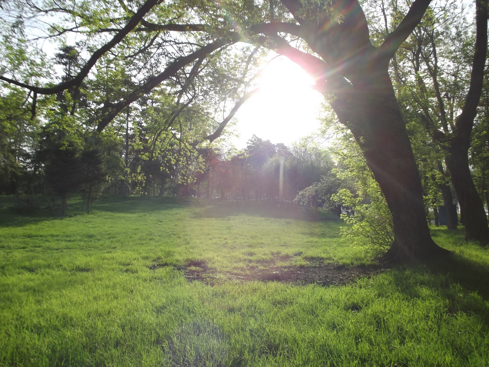 luce del sole, alberi, foresta, natura, erba, parco, campo, gocce d'acqua, verde, mattina, corvo, leggero, albero, autunno, foglia, fiore, pianta, prato, prato, bosco, area rurale, habitat, ambiente naturale, fenomeno atmosferico, pianta legnosa, 3072x2304 px