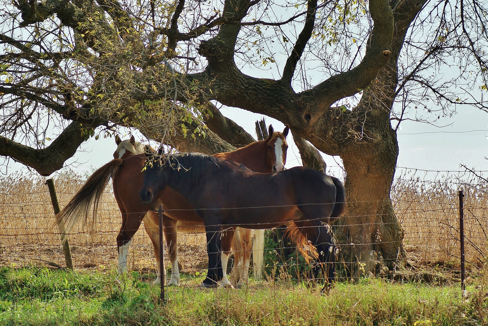 Wallpaper nature, grass, outdoors, field, wildlife, farm, Sony, fence