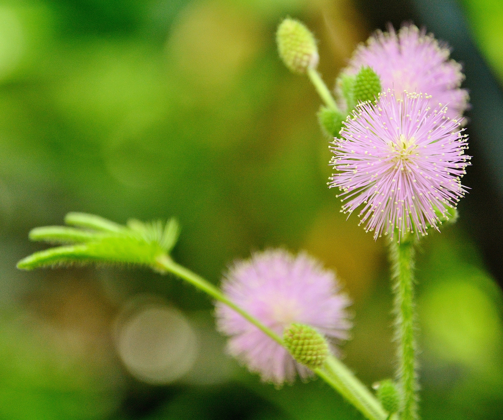 Příroda, tráva, Anglie, Volně žijících živočichů, britský, Spojené království, květ, rostlina, flóra, zahrada, Botanická zahrada, bodlák, greatbritain, Angličtina, Spojené království, gb, Británie, divoká rostlina, Oxford, zblízka, jednoletá rostlina, makro fotografie, závod stonek, Oxfordshire, polokeř, hlavní ulice, Christchurchmeadow, Magdalencollege, Universityofoxford, Rivercherwell, Divoká šelma, Universityofoxfordbotanicgarden, Henrydanvers, Johnsibthorp, 1stearlofdanby, Humphrysibthorp, Katalogusplantarum, crassocephalum