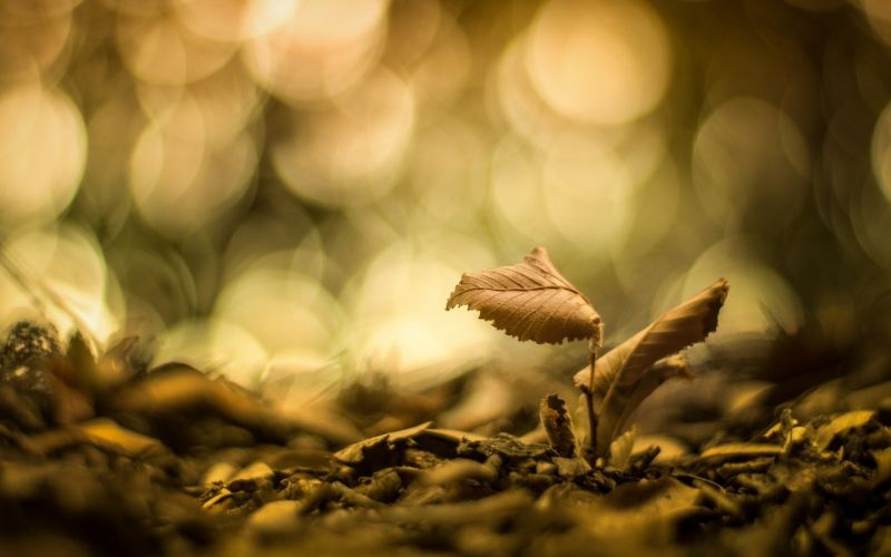 slnečnému žiareniu, listy, príroda, fotografovanie, makro, vetva slnečnému žiareniu, listy, príroda, fotografovanie, makro, vetva