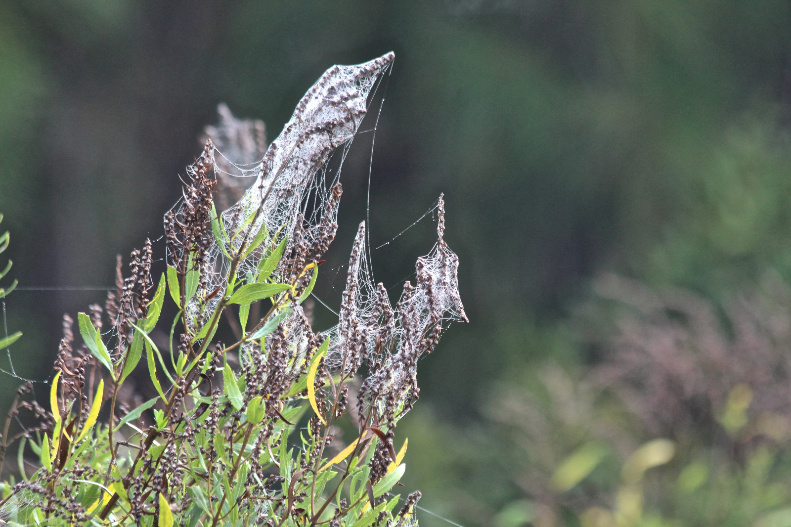 natura, nebbia, Canone, ragno, web, semi, rugiada, Custode, amante della natura, Canontelephoto