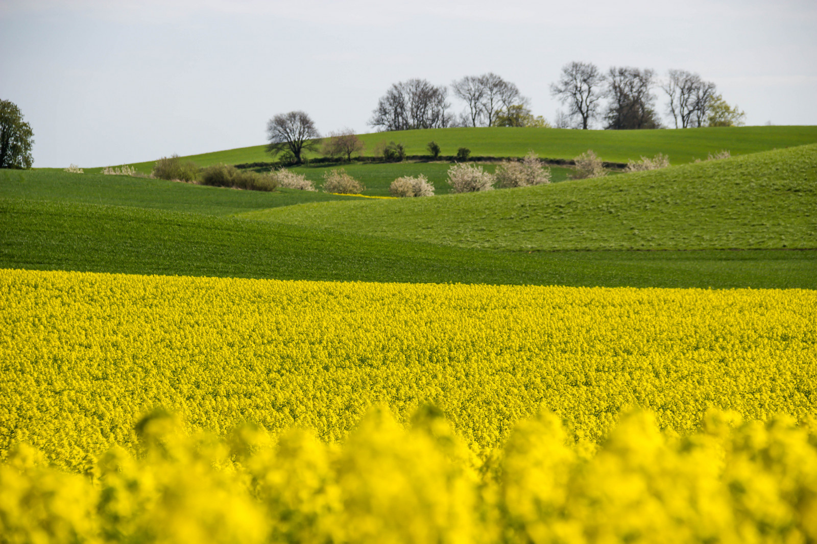 Landschaft, Lebensmittel, Gras, Feld, Gelb, Raps, Blume, Wiese, Pflanze, Landschaft, Raps, Gul, Ft, Landkap, Canola, Rapefield, Guld, Eingereicht, Landwirtschaft, Wiese, Ebene, Prärie, Ernte, ländliches Gebiet, produzieren, Landanlage, blühende Pflanze, Grasfamilie, Gemüse, Brassica, Senfpflanze, Brassica rapa, Senf und Kohlfamilie