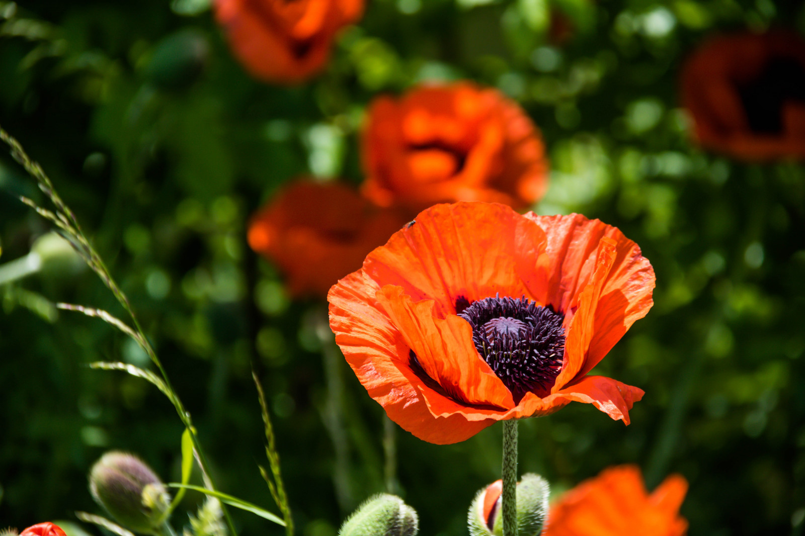 flower, poppy, blomma, malmo, publicgarden, geolocation, slottstr dg rden, vallmo, camera make canon, exif make canon, exif lens efs18200mmf3556is, exif focallength 200mm, exif aperture 56, exif isospeed 125, camera model canoneos760d, exif model canoneos760d