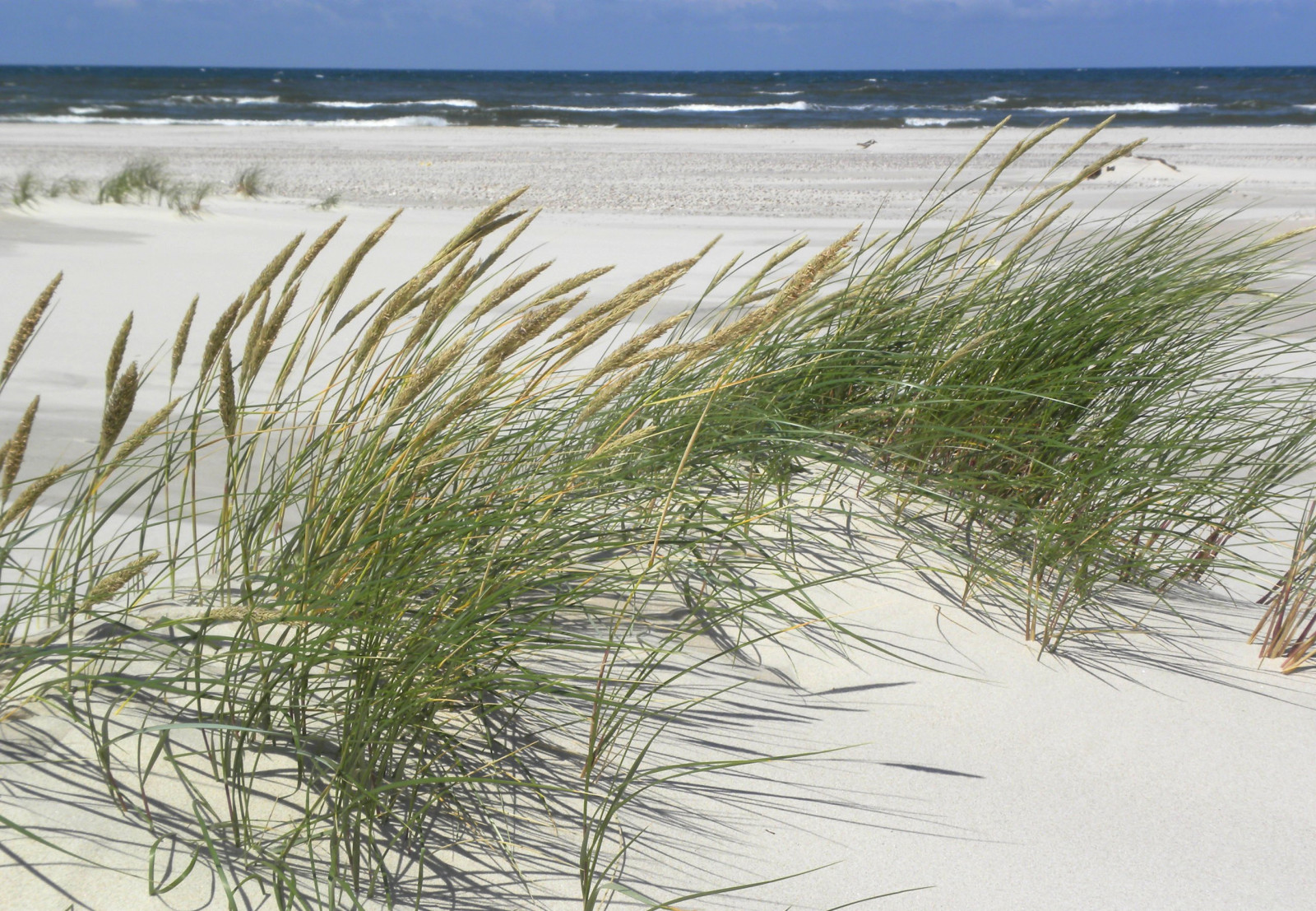 Wallpaper sea, shore, sand, beach, Poland, dune, strand, ostsee