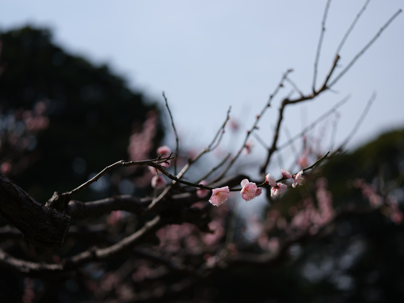 ญี่ปุ่น, สวน, สาขา, ดอกซากุระ, เบ่งบาน, ฤดูใบไม้ผลิ, โตเกียว, fujifilm, Jp, ต้นไม้, ใบไม้, ดอกไม้, ปลูก, ฤดู, พืช, ฟูจิ, ฟูจินอน, gf, gf63mm, gf63mmf28rwr, gfx, gfx50s, Hamarikyu, hamarikyugardens, กิ่งไม้