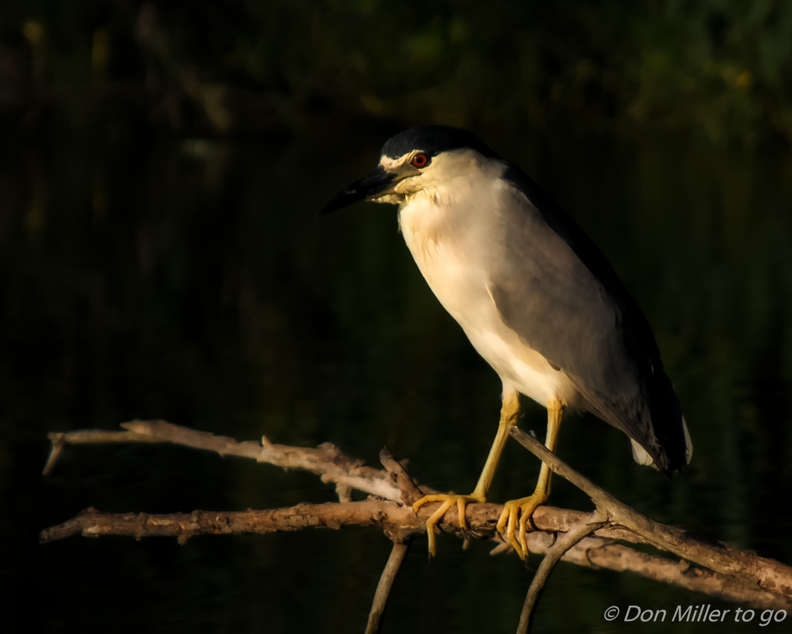 ptactvo, Příroda, venku, Volně žijících živočichů, zobák, Florida, volavka, pták, pozorování ptáků, venicerookery, hnízdiště ptáků, nightheron, volavka, D5500, nik, křídlo, fauna, obratlovců, volavka bílá