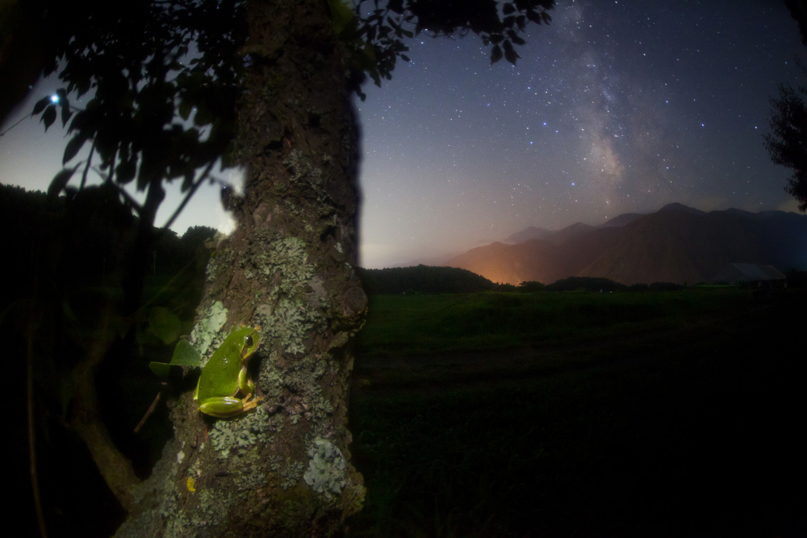cestovat, modrý, světlo, dovolená, nebe, strom, Příroda, Krásná, žlutý, Japonsko, noc, Kánon, Báječné, hvězdy, divit se, nemovitý, venku, hvězda, zajímavost, pěkný, žába, rybí oko, prozkoumat, galaxie, fantazie, astrophotography, žáby, tapety, alpen, technika, přední strana, svatojánská muška, lonelytree, jeden výstřel, mléčná dráha, Fotografie hvězdných drah, earthandsky, Letní trojúhelník, sigma15mmf28exdgfisheye, Iso4000, Stav astrometrydotnet nezdařilo, eos5dmark