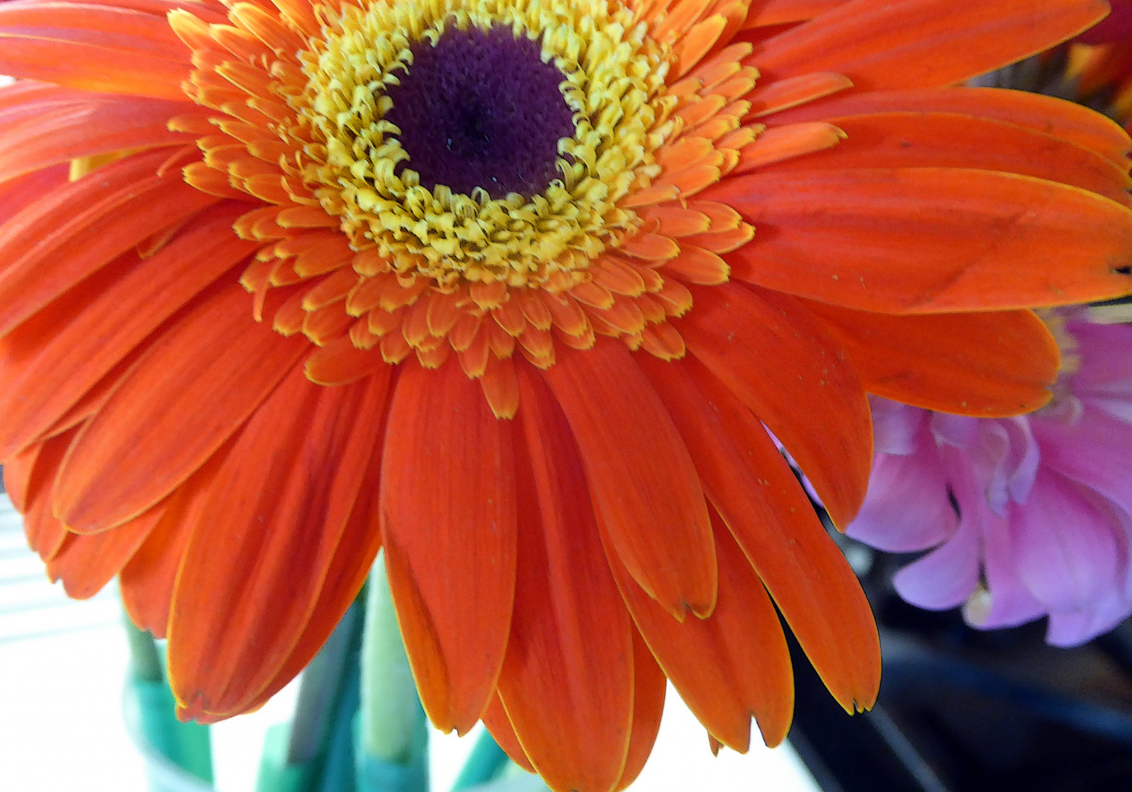 gerberadaisy, fiore, petali, arancia, giallo, macro, 2017philadelphiaflowershow