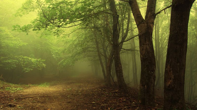 sunlight, forest, nature, grass, branch, green sunlight, forest, nature, grass, branch, green