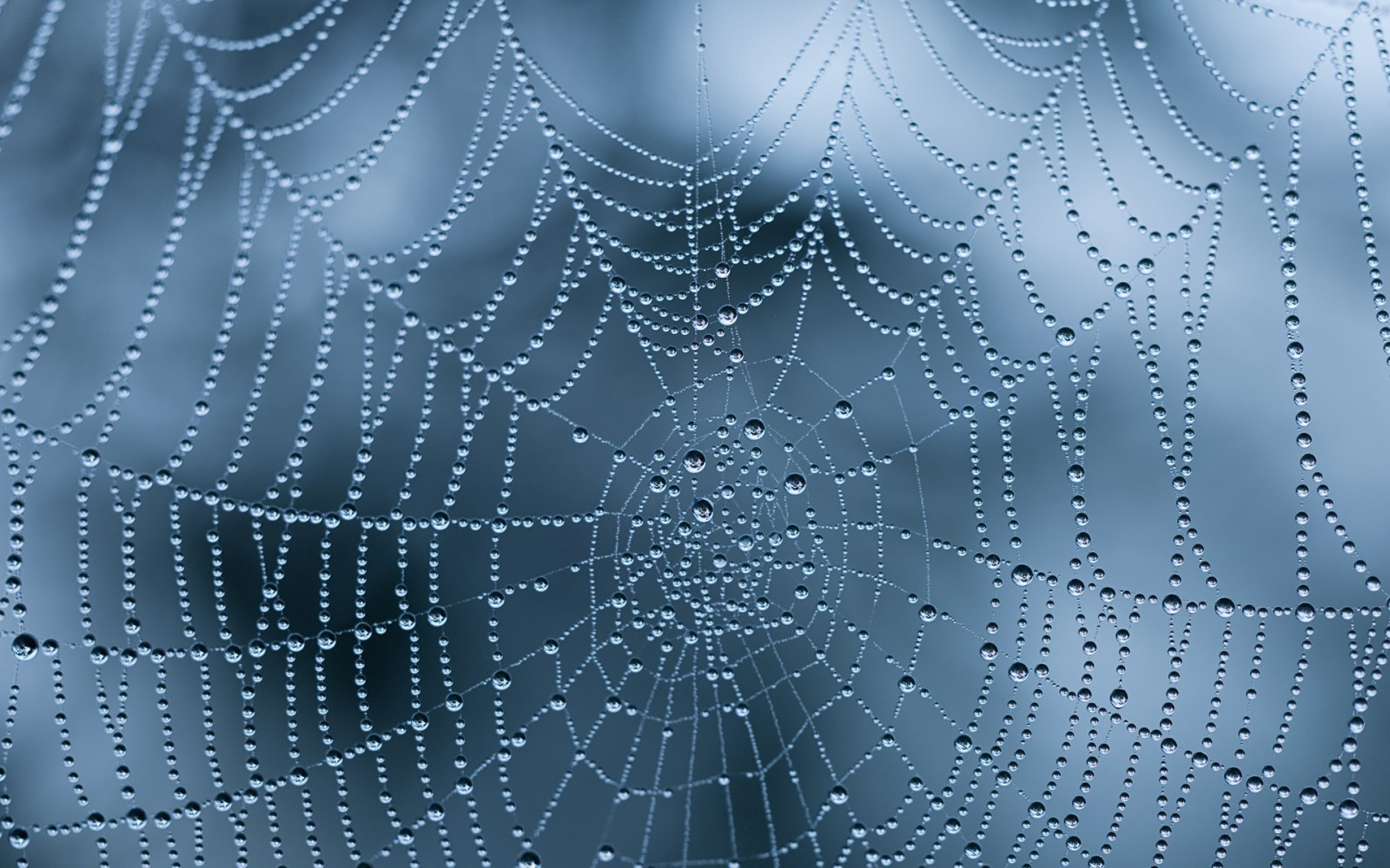 monokrom, symmetri, sirkel, våt, edderkopp, dugg, arachnid, miste, web, dråper, materiale, linje, svart og hvit, makrofotografering, virvelløse, fuktighet, spindelvev