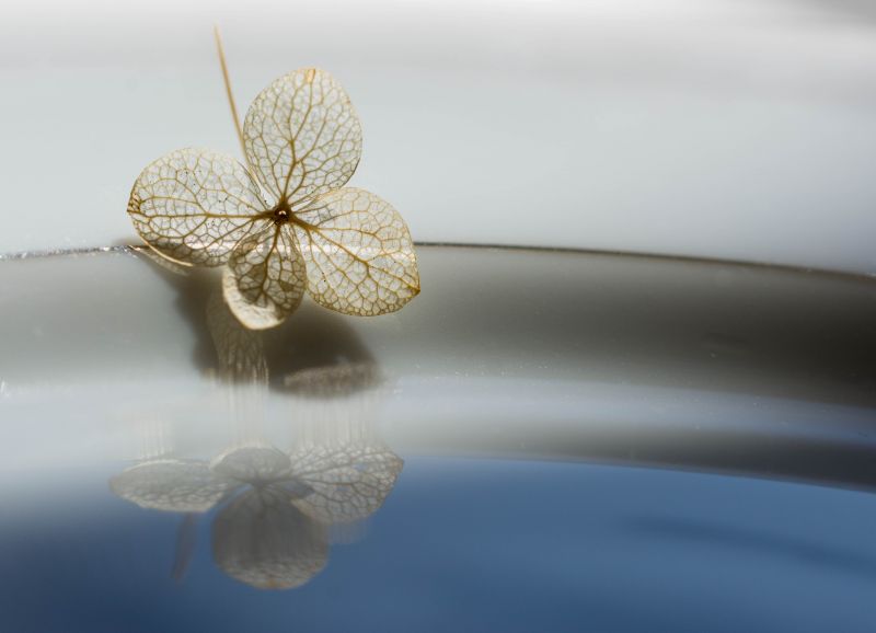 makró,macromondays,visszaverődés,tükröző,hortenzia