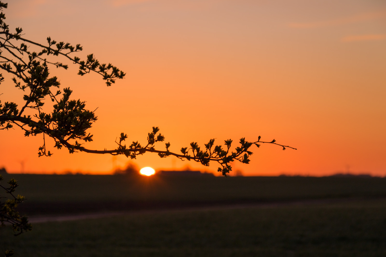Sonnenlicht, Landschaft, Sonnenuntergang, Natur, Himmel, Feld, Ast, Sonnenaufgang, Abend, Morgen, Sonne, Horizont, Dämmerung, Wolke, Baum, Herbst, Dämmerung, Himmel, Landschaft, Geschmolzen, Landschaftlich, Solution, S dersl tt, Landkap, Ebene, Prärie, Atmosphärisches Phänomen, Nachglühen, Savanne