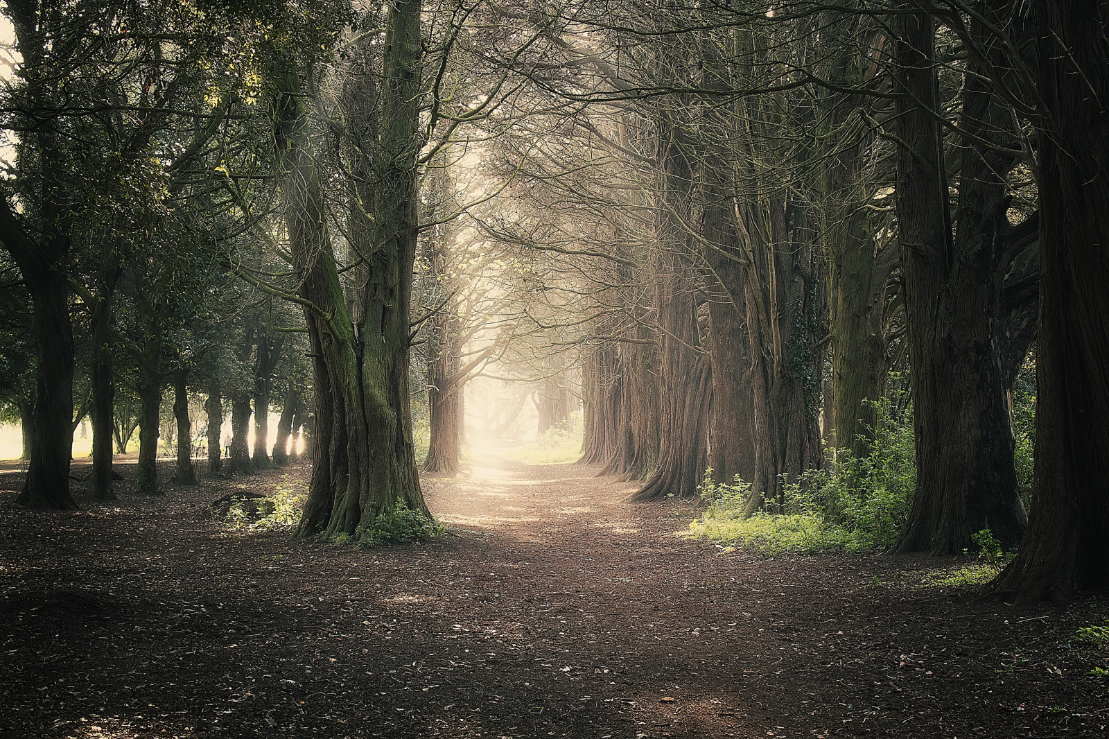 ráno, Irsko, Dublin, les, sluneční paprsky