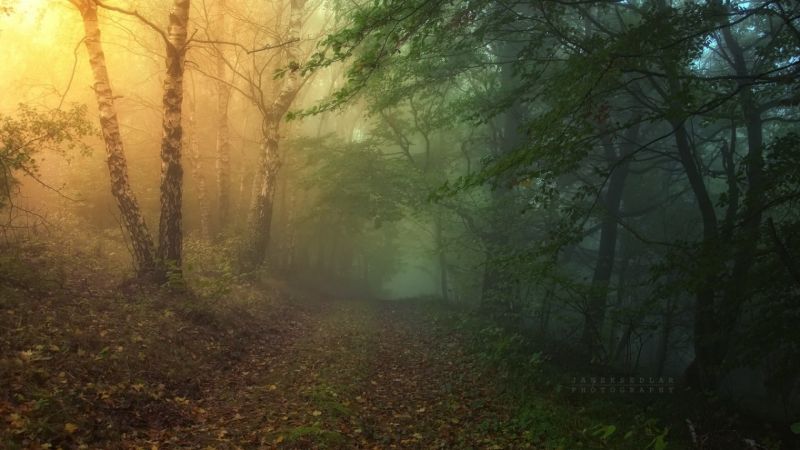 sunlight, forest, nature, branch, morning, green sunlight, forest, nature, branch, morning, green