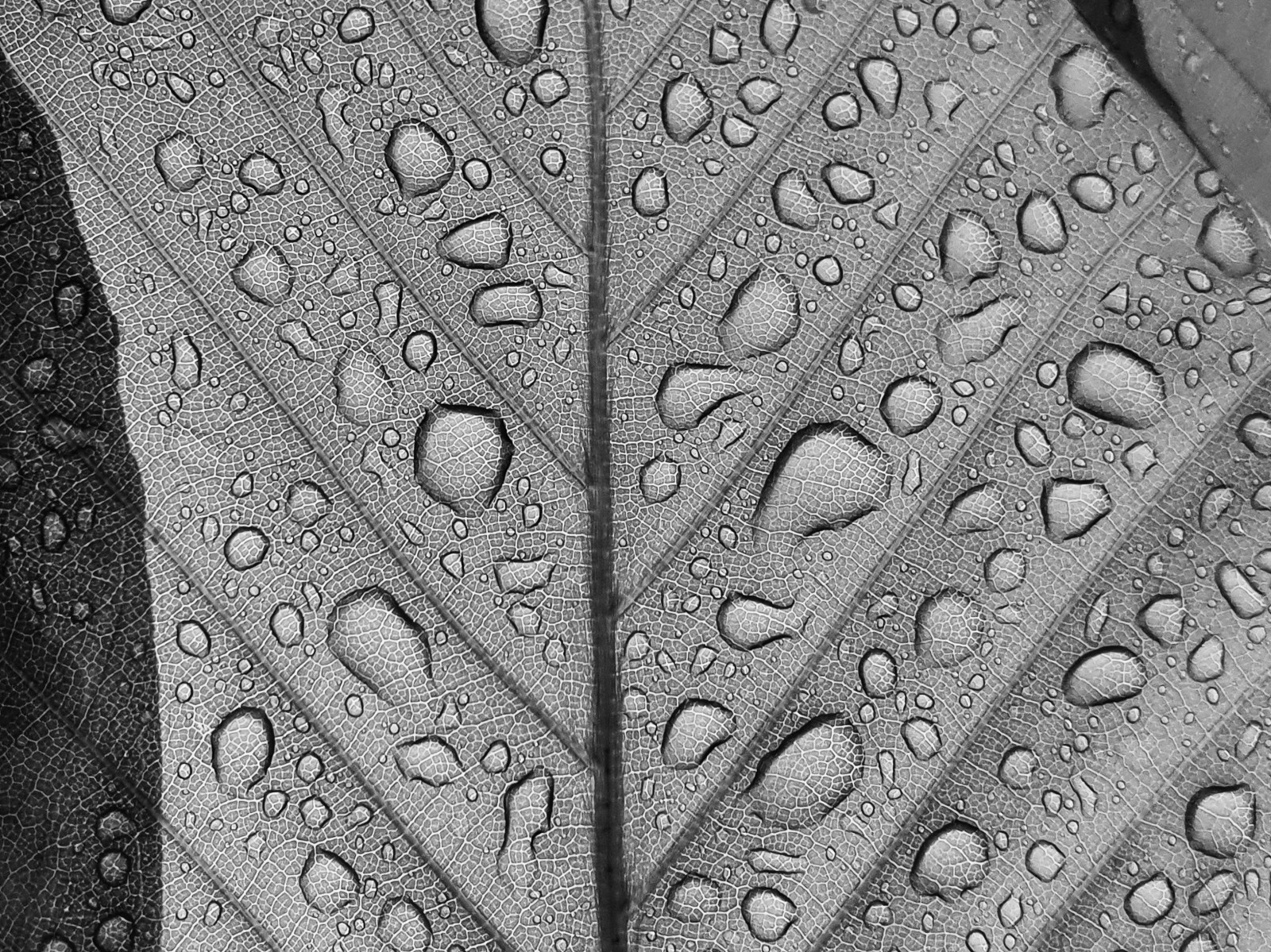 Wallpaper water drops, leaves, monochrome, abstract 3252x2438 蓝源凩