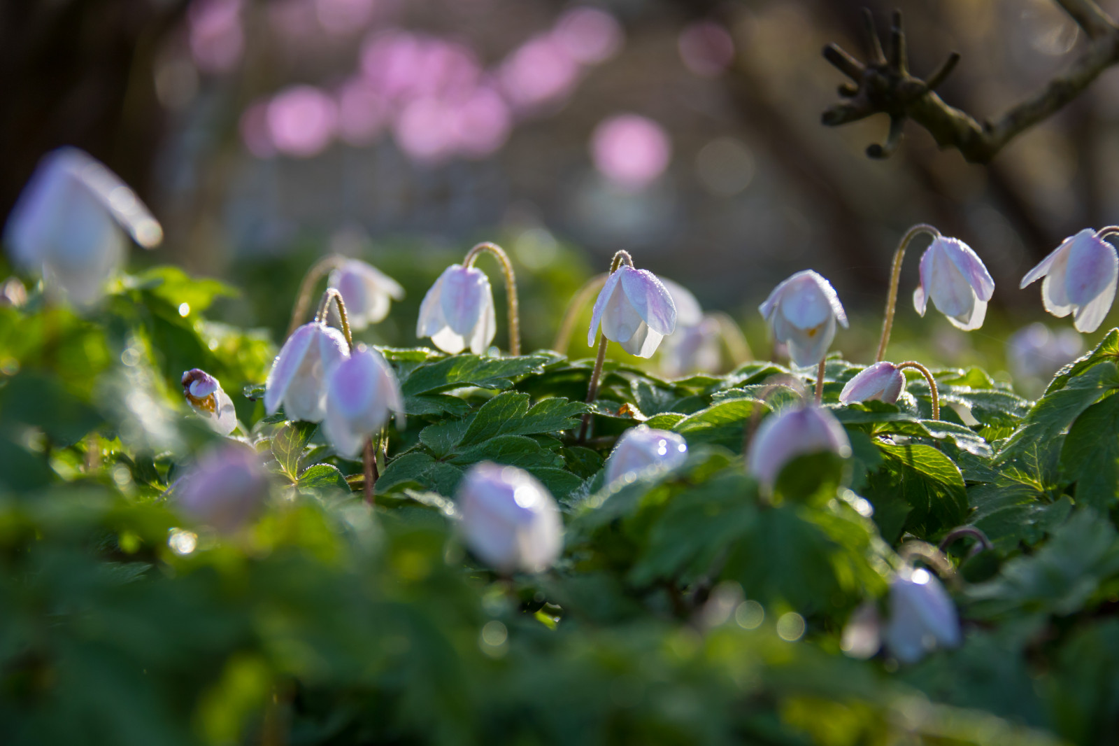 デスクトップ壁紙 日光 紫の ブランチ 春 露 アネモネ 木 葉 工場 フローラ ブロンマ Exifモデルcanoneos760d 地理 カメラはキヤノンを作る カメラモデルcanoneos760d 地位 ジオロケーション Exif Lens Efs100mmf3556is Exifアパーチャ56 Exifは