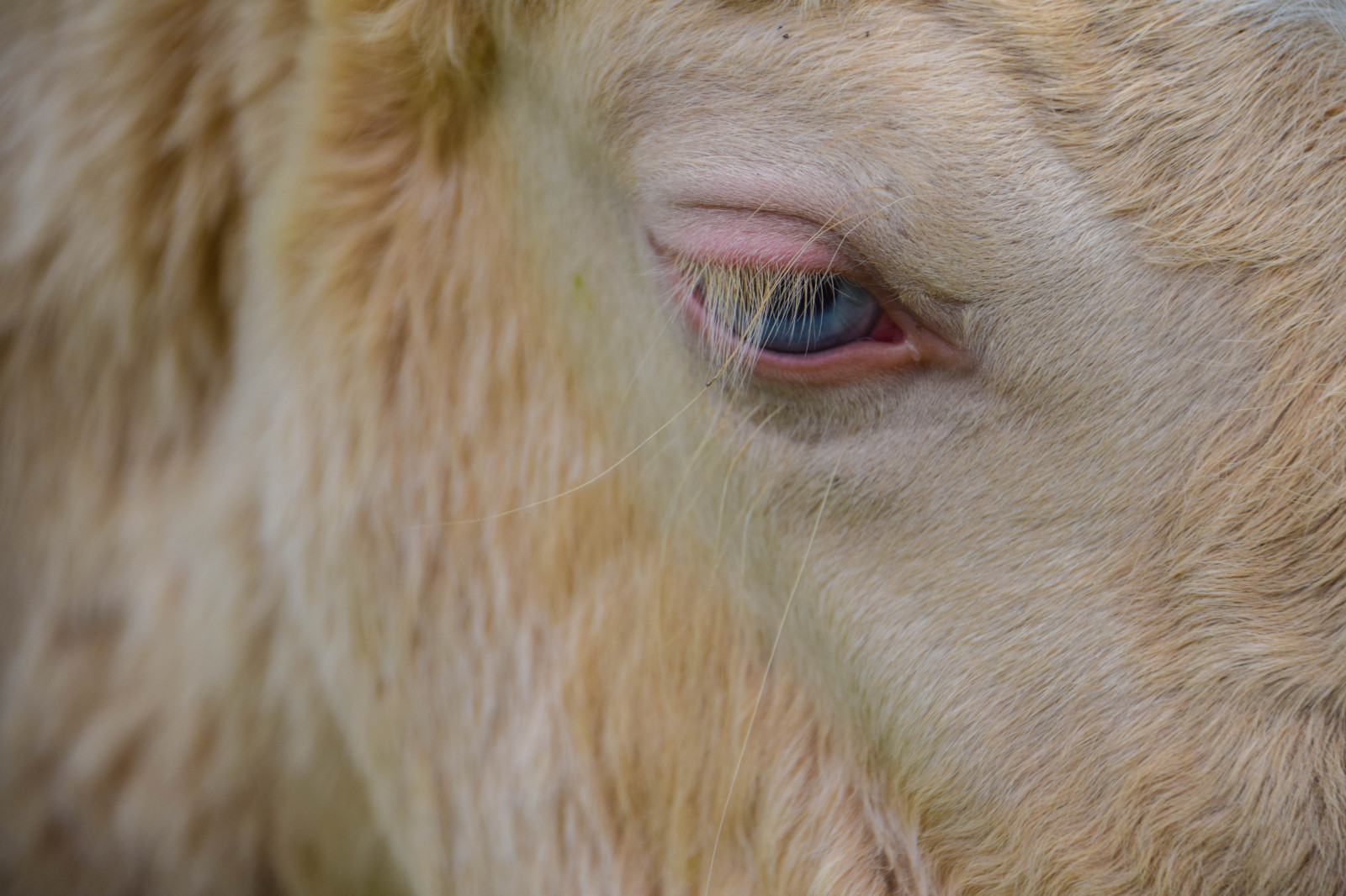 natur, hest, himmel, tæt på, løve, næse, Sverige, får, Sverige, dyr, udendørs, øje, sk nel n, SE, himmel, sk ne, landskabet, h st, djur, landsbygd, veje, blå øjne, rapper, ponny, pattedyr, organ, tæt på, snude, kvæg som pattedyr, manke, hest som pattedyr, hundens race gruppe