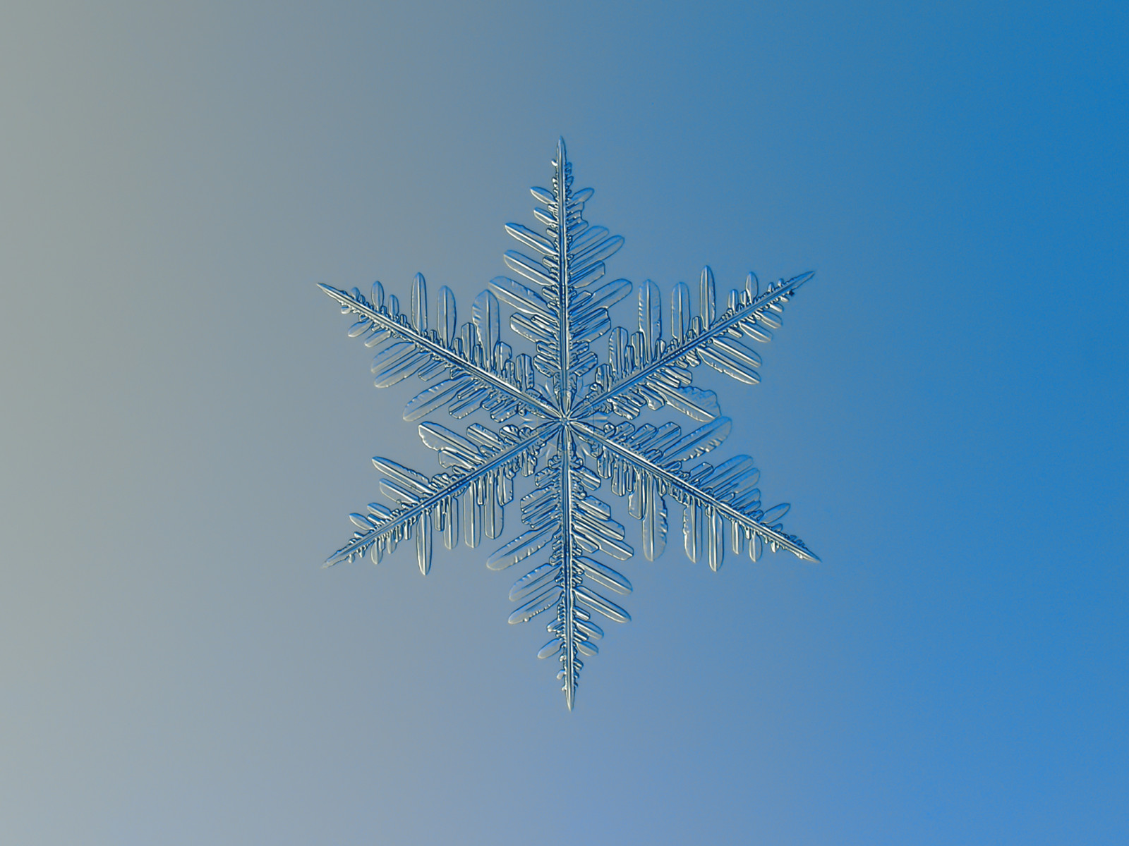 astratto, cielo, la neve, inverno, avvicinamento, macro, simmetria, tempesta, blu, segno, ghiaccio, freddo, brina, esagono, modello, cristallo, Natale, brillante, luminosa, microscopico, nuovo anno, ornamento, luccichio, dettagliato, unico, struttura, minuscolo, Nord, dettagli, fiocco di neve, isolato, Ornato, leggero, bellissimo, albero, bene, tempo metereologico, all'aperto, bellezza, stagione, naturale, foto, sfondo, illuminazione, decorazione, piccolo, forma, stella, design, chiaro, ghiacciato, gelido, trasparente, elegante, simbolo, arredamento, vero, di stagione, scintillare, fragilità, Ingrandito, congelare, sfondo del computer, atmosfera della terra, fotografia macro, fiocco, fragile, decorato, CHDK, kljatov, chaoticmind75, dendrite, esagonale, alexeykljatov, Volumetrico, Fernlike