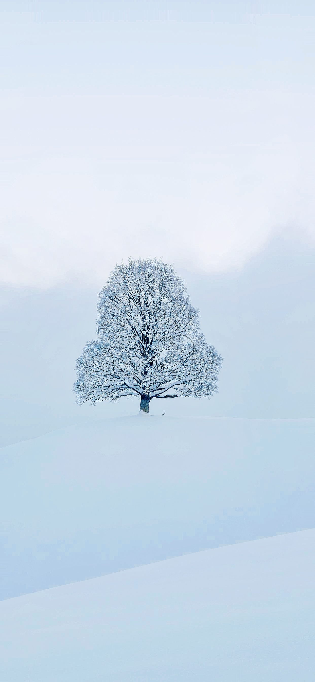 natura, la neve, cellulare, alberi, verticale, inverno