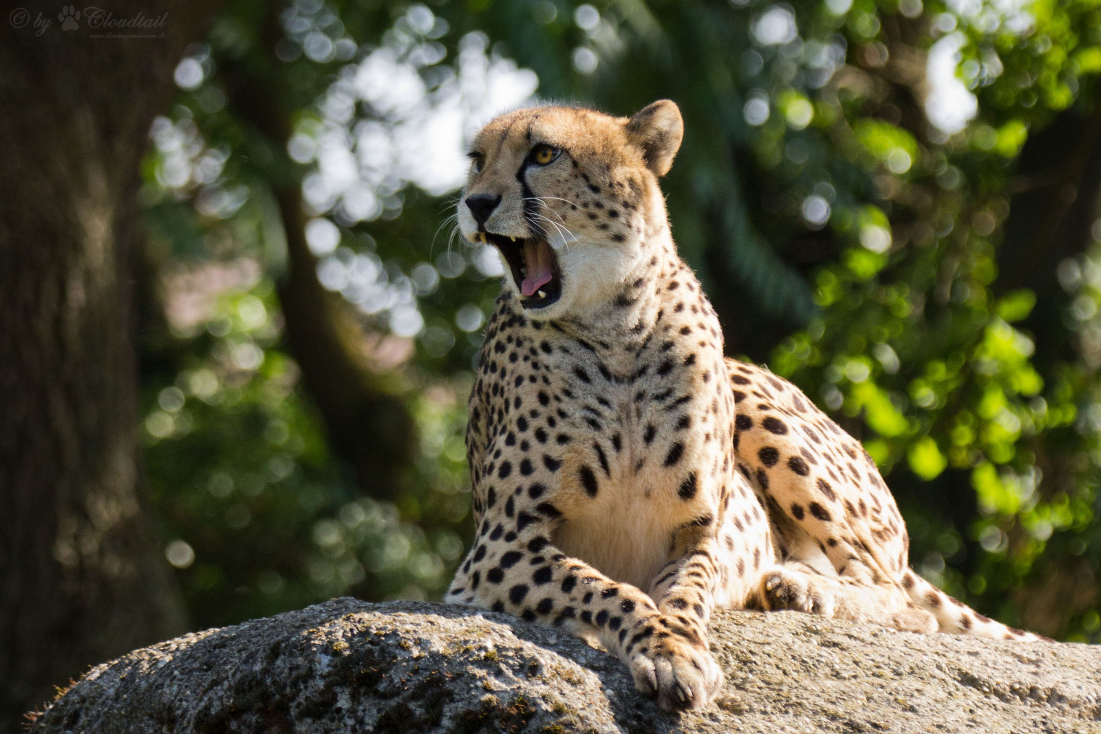 zvěř, Volně žijících živočichů, velké kočky, zoologická zahrada, leopard, Jaguár, Gepard, Safari, fauna, savec, obratlovců, kočka jako savci