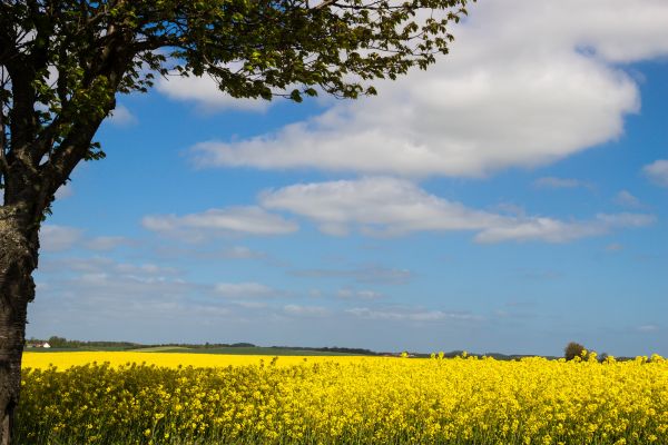sunlight, landscape, food, grass, sky, field