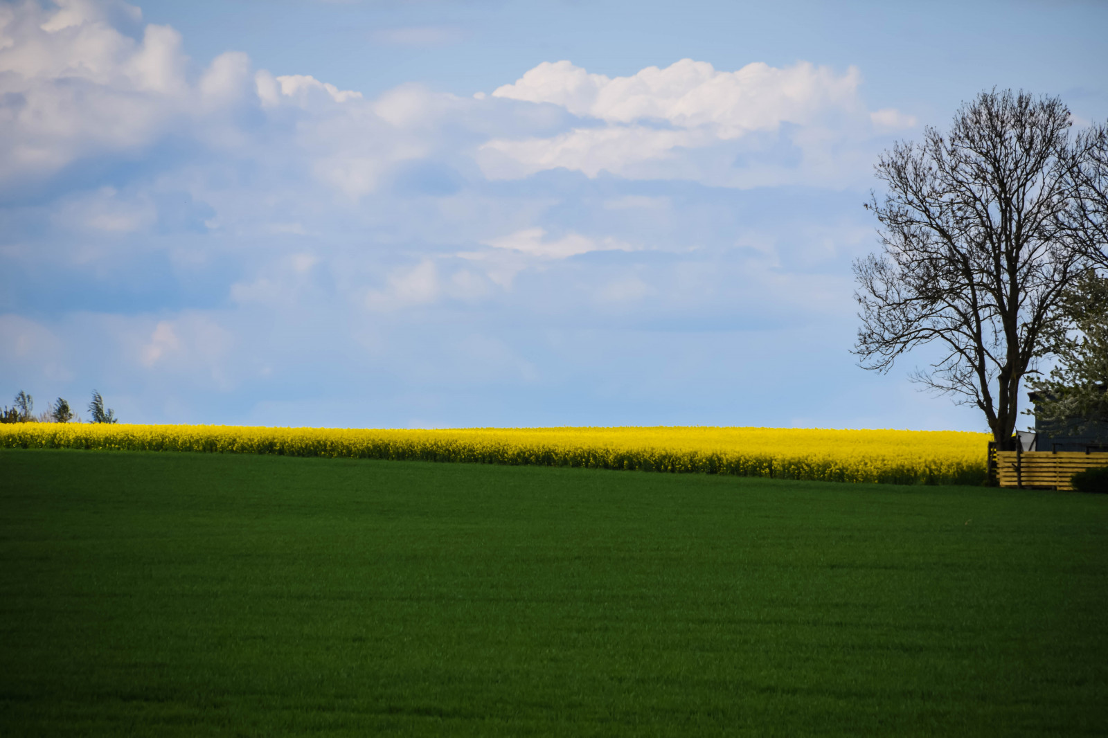 sollys, landskab, bakke, natur, græs, himmel, Mark, grøn, gul, morgen, gård, horisont, Sverige, Sverige, Raps, Sky, træ, blomst, græsarealer, plante, udendørs, sk nel n, SE, himmel, sk ne, landskabet, græs, landsbygd, voldtage, veje, brassicanapus, Rapseed, spannm l, rapper, earlysummer, latesrping, landbrug, eng, almindeligt, græsplæne, prærie, afgrøde, landdistrikt, atmosfære af jord, græs familie, kål