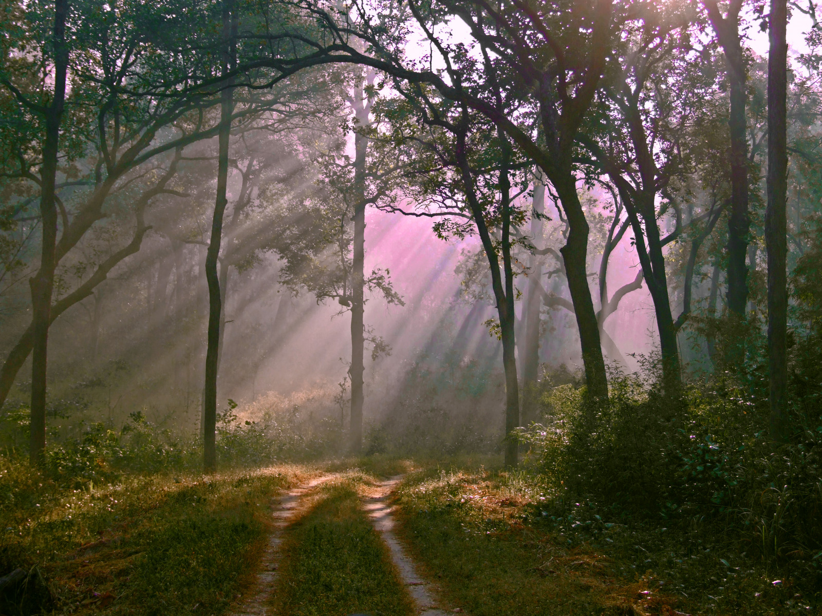 luce del sole, alberi, paesaggio, foresta, natura, erba, cielo, strada, fotografia, silhouette, tigre, India, ramo, verde, sera, mattina, nebbia, Sole, atmosfera, giungla, sentiero, primavera, foresta pluviale, magenta, leggero, albero, autunno, foglia, alba, pianta, luce del sole, boschi, strade, pista, i raggi del sole, ilobsterit, Madhyapradesh, bosco, boschetto, ecosistema, temperata foresta di conifere, bioma, vecchia foresta di crescita, fenomeno, welshphotographer, britishphotographer, spectaclephotography, drewparkerphotography, tigersafari, savethetiger, indiasafari, Kahna, kahnanationalpark