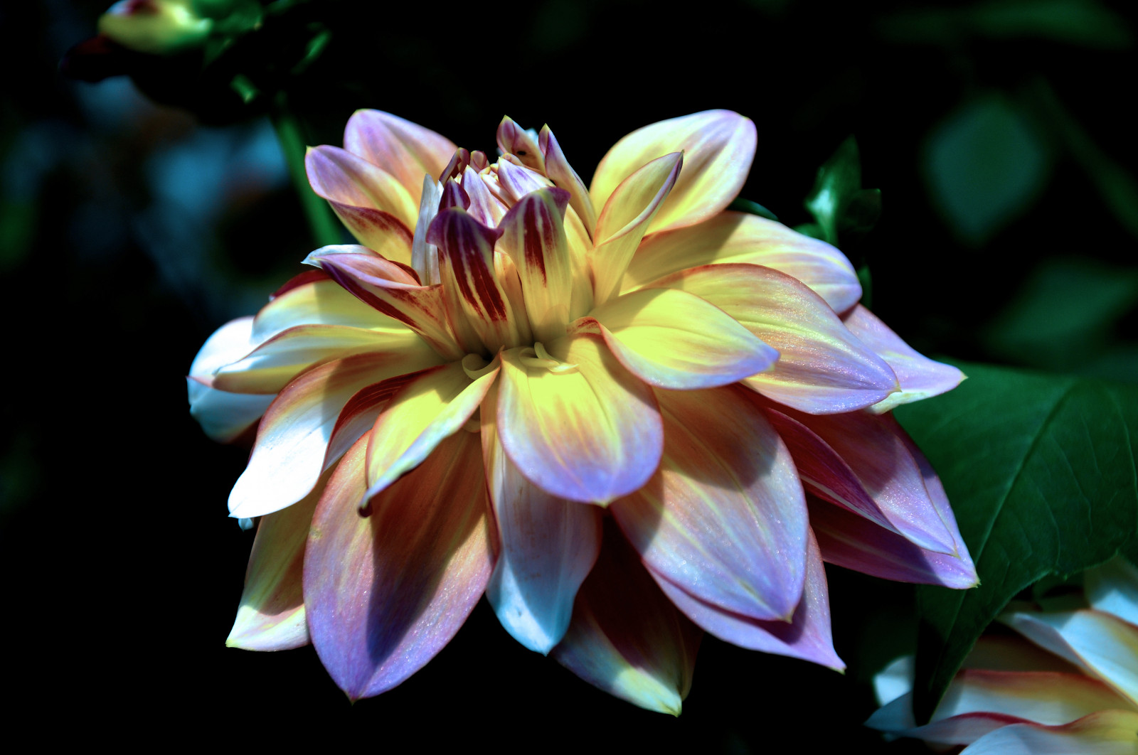 Wallpaper dahlia, summer, flower, closeup, garden, Nikon, soe, d90, nikond90