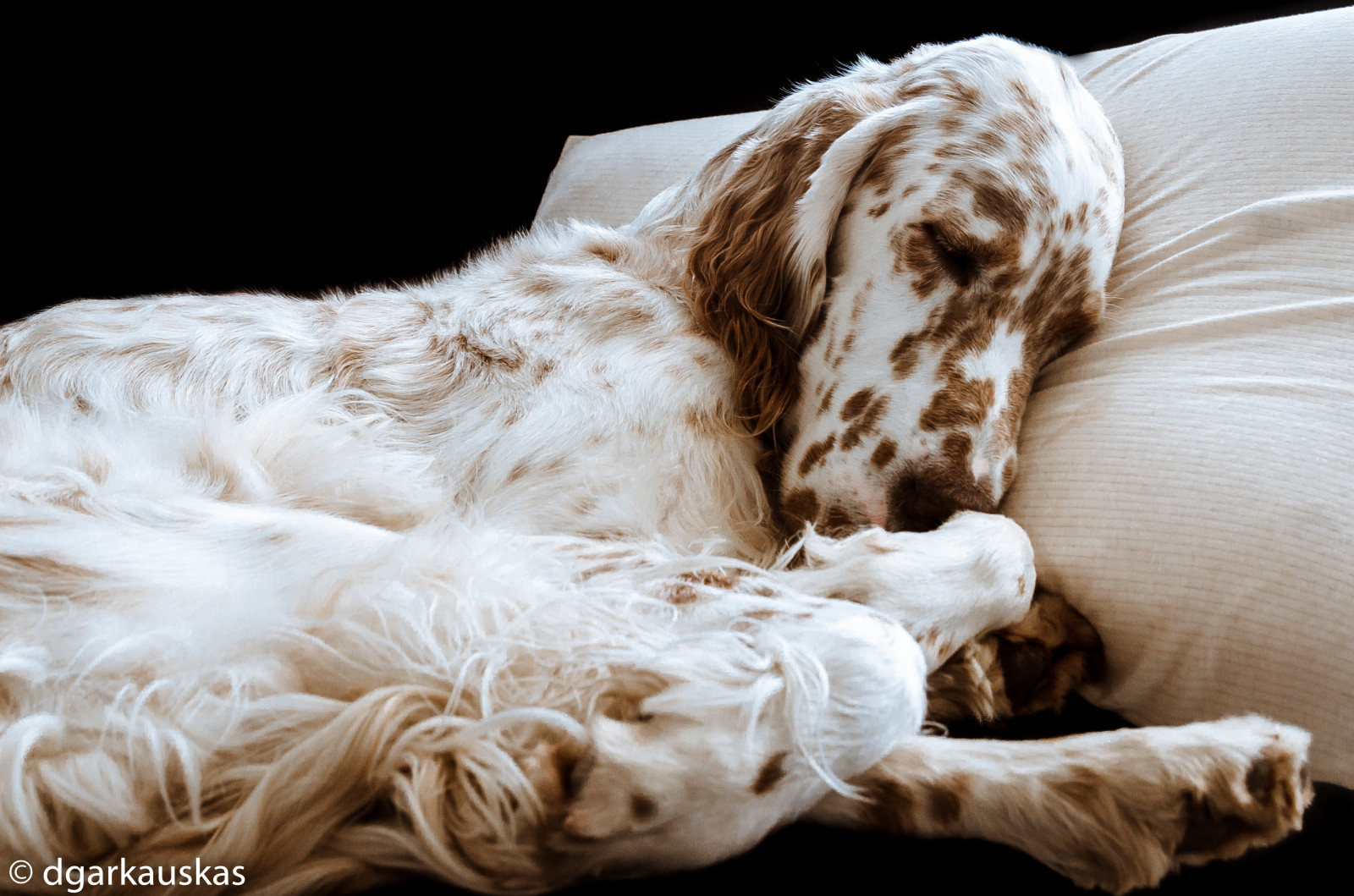 นอนหลับ, แนวตั้ง, หมา, Nikon, flickr, retrato, แบนโจ, หมอน, Cachorro, travesseiro, Dormindo, englishsetter, ภูมิประเทศ, setteringles, d7000, 1685vr, dgarkauskas, Triaccan