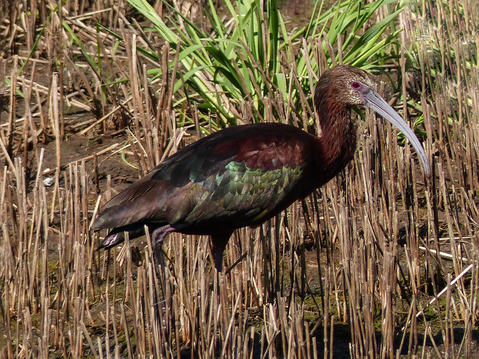 Kanada, pták, Příroda, voda, ptactvo, chůze, lumix, dospělý, prozkoumat, ibis, Alberta, pointandshoot, boční pohled, Slough, ornitologie, influenza, vodní rostliny, wadingbird, Whitefacedibis, Plegadischihi, annkelliott, anneelliott, seofcalgary, Familythreskiornithidae, Franklakearea, Iridescentplumage, fz200, Upustil, Screenshottaken, Genusplegadis, Velmi reflexní, Pinkbarefaceborderedwithwhitefeathers, Explore2014august01