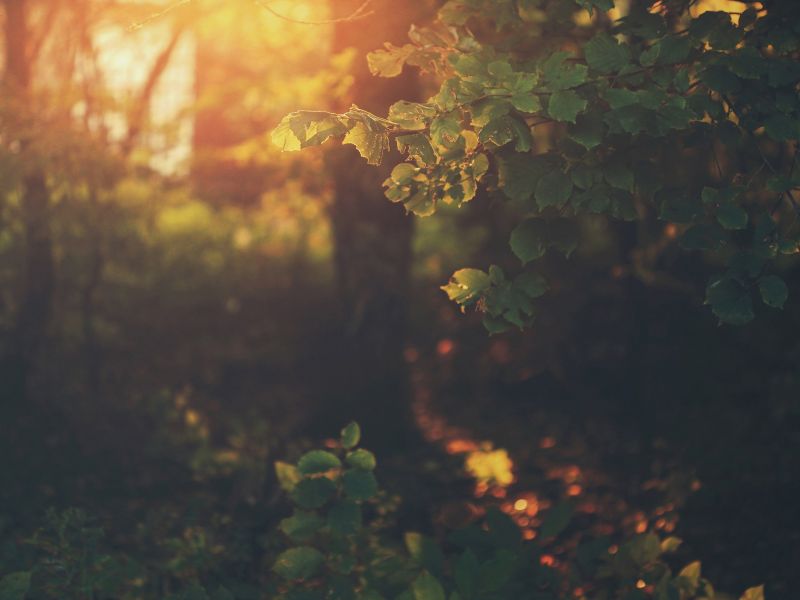 2048x1536 px, φύση, φυτά, ηλιακό φως, bokeh, φύλλα 2048x1536 px, φύση, φυτά, ηλιακό φως, bokeh, φύλλα