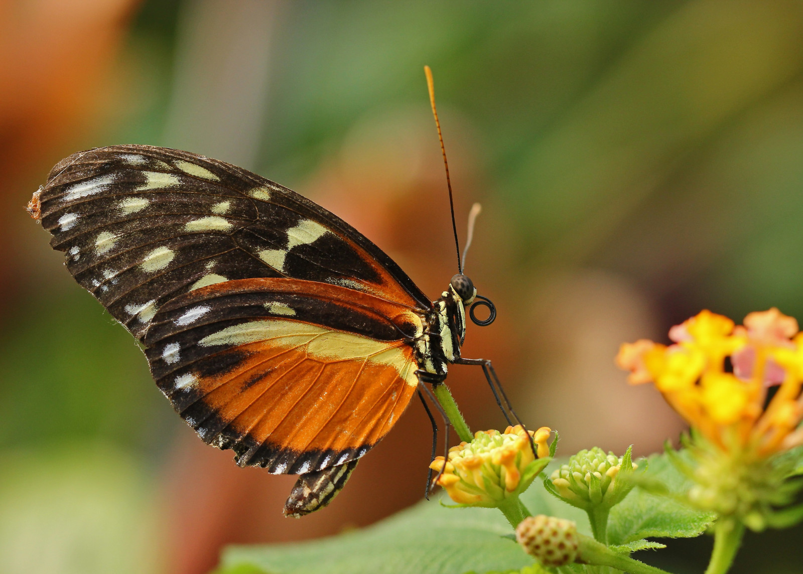natur, fotografering, makro, sommerfugl, insekt, gul, dyreliv, lepidoptera, blomst, flora, vinge, fauna, tæt på, makrofotografering, hvirvelløse, leddyr, nektar, bestøver, møl og sommerfugle, 4300x3077 px, lycaenid, monark sommerfugl, Colias, børste footed sommerfugl