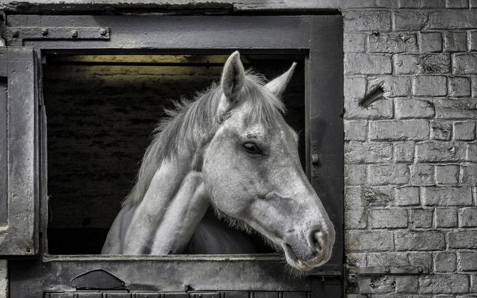 blanc, noir, animaux, Monochrome, cheval, la photographie, ART, photographier, noir et blanc, Photographie monochrome, Cheval comme mammifère