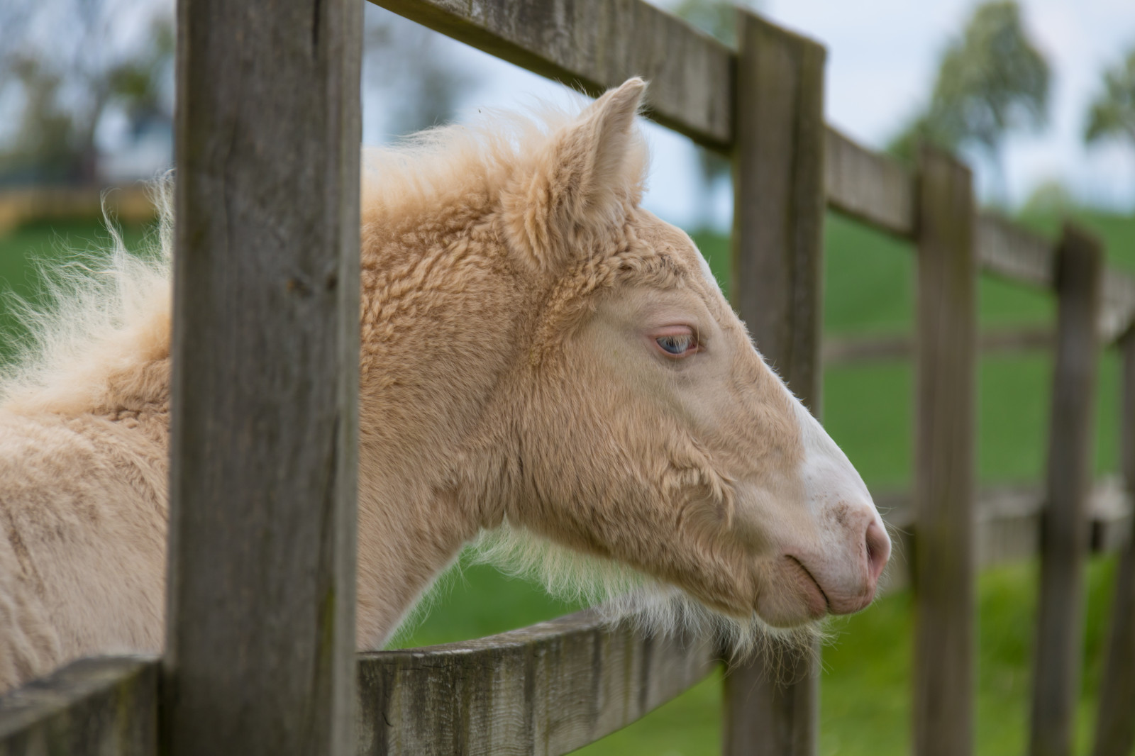 ม้า, หญ้า, สัตว์ป่า, ฟาร์ม, สวนสัตว์, แกะ, สัตว์, h st, djur, ทุ่งเลี้ยงสัตว์, ลูกอ่อน, f l, สัตว์ป่า, สัตว์เลี้ยงลูกด้วยนม, เขตชนบท, สัตว์มีกระดูกสันหลัง, ม้าเหมือนสัตว์เลี้ยงลูกด้วยนม, การเลี้ยงปศุสัตว์