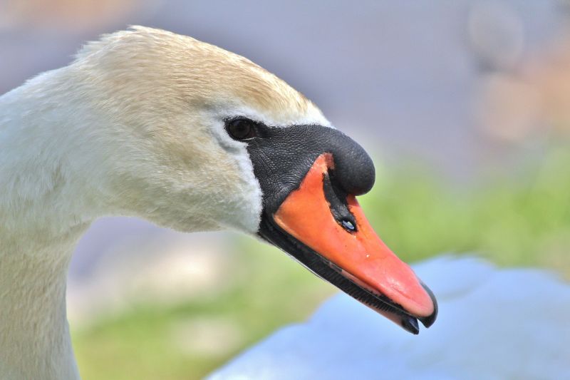 mosolygás,muteswan,szépfiú,avianexcellence